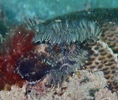 Sabellidae