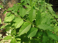 Thyrsanthella difformis