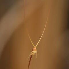 Utricularia capilliflora