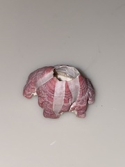 Megabalanus tintinnabulum