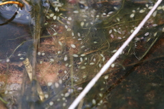 Utricularia capilliflora