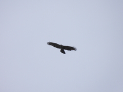 Pernis ptilorhynchus orientalis