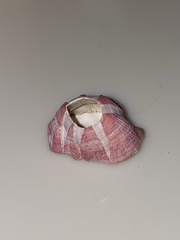 Megabalanus tintinnabulum