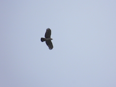 Pernis ptilorhynchus orientalis