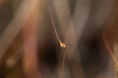Utricularia capilliflora