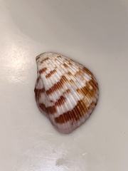 Americardia planicostata