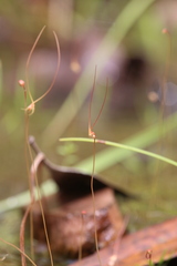 Utricularia capilliflora