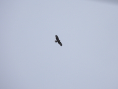 Pernis ptilorhynchus orientalis