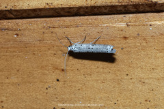 Yponomeuta morbillosus