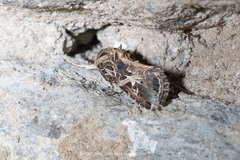 Spodoptera littoralis