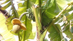 Musa basjoo