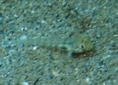 Gnatholepis thompsoni