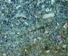 Gnatholepis thompsoni