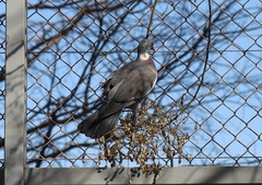 Columba palumbus
