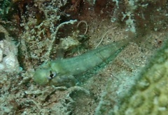 Gnatholepis thompsoni