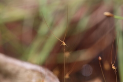 Utricularia capilliflora