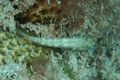 Gnatholepis thompsoni