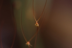 Utricularia capilliflora