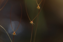Utricularia capilliflora
