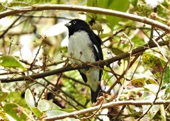 Black-And-White Seedeater photo 4