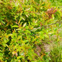 Punica granatum