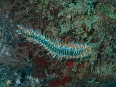 Hermodice carunculata