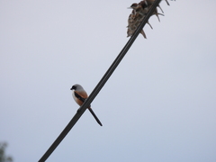 Lanius schach schach