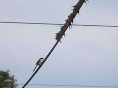 Lanius schach schach