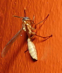 Apoica