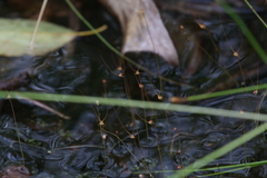 Utricularia capilliflora