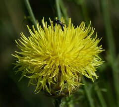 Centaurea orientalis