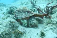 Triplofusus giganteus