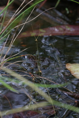 Utricularia capilliflora