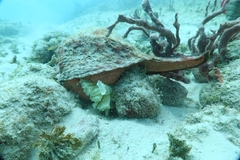 Triplofusus giganteus