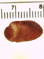 Barbatia domingensis
