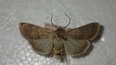 Euxoa decora