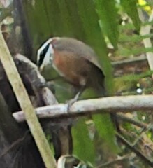 Pomatorhinus musicus