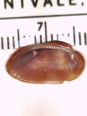Barbatia domingensis
