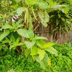 Brugmansia arborea