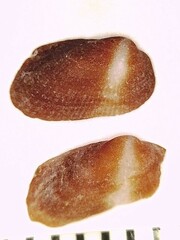 Barbatia domingensis