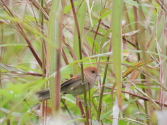 Sinosuthora webbiana bulomacha
