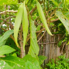 Brugmansia arborea