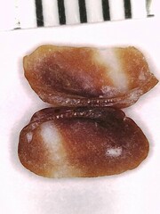 Barbatia domingensis