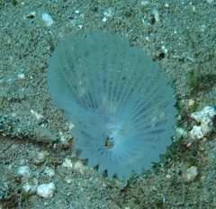 Sabellidae