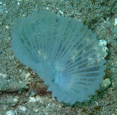 Sabellidae