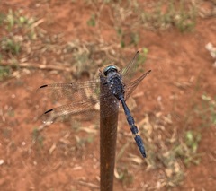 Zygonoides fuelleborni