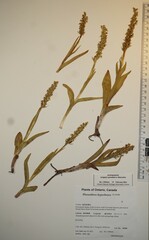 Platanthera hyperborea