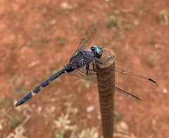 Zygonoides fuelleborni