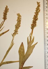 Platanthera hyperborea