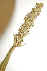 Platanthera hyperborea